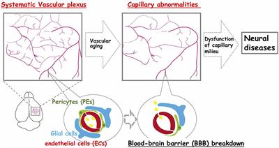 Aging of the Vascular System and Neural Diseases
